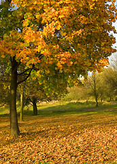 Image showing Under the autumn tree