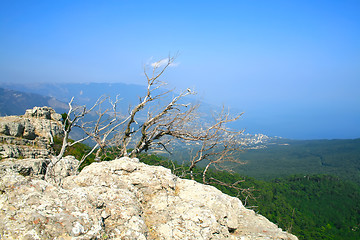 Image showing Tree on the top of the mountain