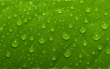 Image showing Green leaf with drops of water