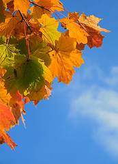 Image showing Autumn leaves with blue sky