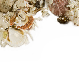 Image showing Group of sea shells and corals isolated