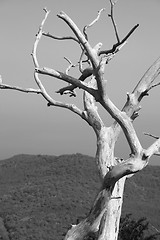 Image showing Tree on the top of the mountain