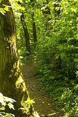 Image showing Forest path