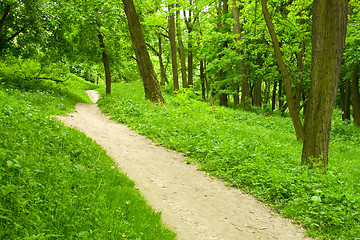 Image showing Spring forest path
