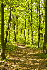 Image showing Autumn forest path