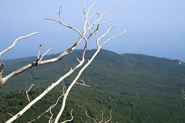 Image showing Tree on the top of the mountain