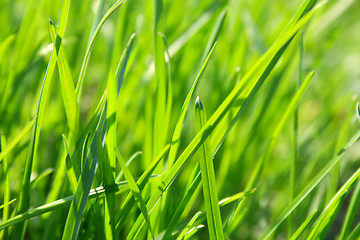 Image showing Green grass