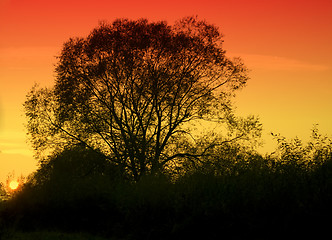 Image showing Tree at sunset
