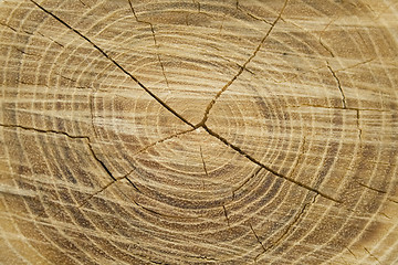 Image showing Old wood texture