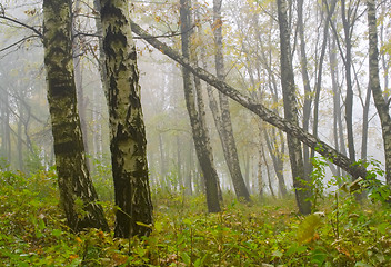 Image showing Autumn birch forest path during misty morning