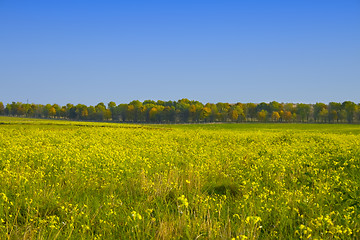 Image showing Green field with blue sky