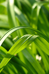 Image showing Fresh green grass (shallow DoF)