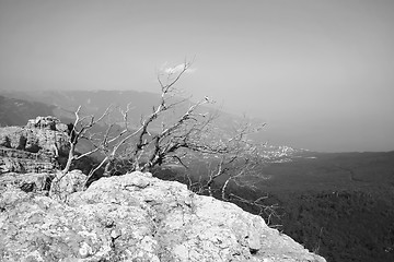 Image showing Tree on the top of the mountain