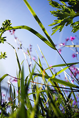 Image showing Grass with flowers among blue sky. View from the ground