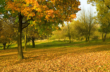 Image showing Under the autumn tree