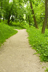 Image showing Spring forest path