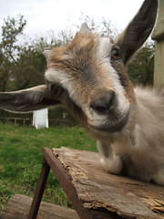 Image showing Goat funny portrait