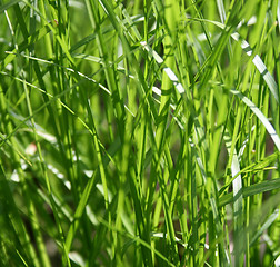 Image showing Green grass