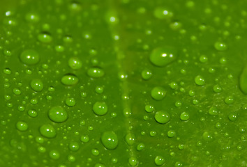 Image showing Green leaf with drops of water