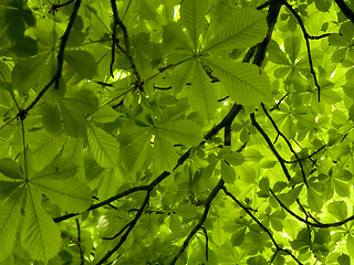 Image showing Chestnut green leafs  background