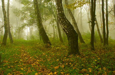 Image showing Autumn birch forest path during misty morning