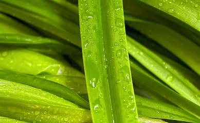 Image showing Green leaf with drops of water