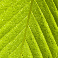 Image showing Green leaf macro shot