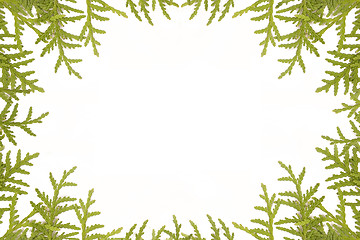 Image showing Pine branches isolated