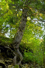 Image showing Aweome spring tree on the rock in the forest