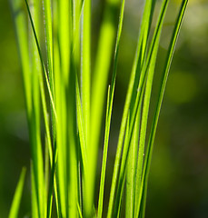 Image showing Green grass