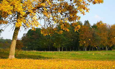 Image showing Autumn tree with falling leaves