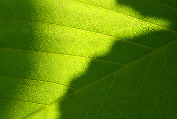 Image showing Green leaf macro shot