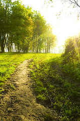 Image showing Sunset forest path with rays of light