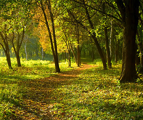 Image showing Autumn forest path