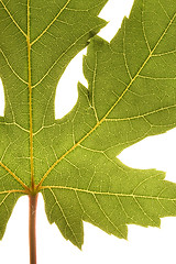 Image showing Green grape vine leaf macro
