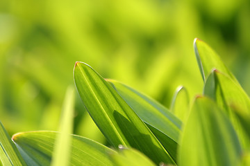 Image showing Fresh green grass (shallow DoF)
