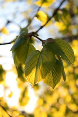 Image showing Golden autumn leaves