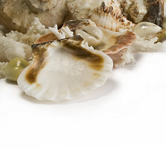 Image showing Group of sea shells and corals isolated