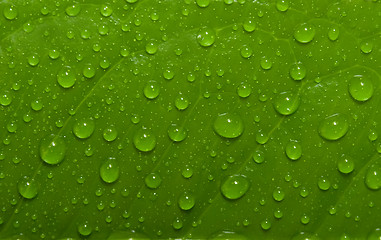 Image showing Green leaf with drops of water