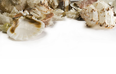 Image showing Group of sea shells and corals isolated