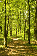 Image showing Autumn forest path