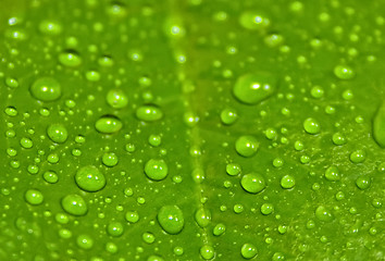 Image showing Green leaf with drops of water