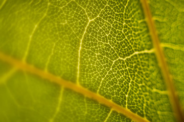 Image showing Green leaf macro shot