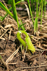 Image showing Growing young plant