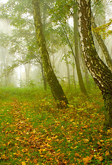 Image showing Autumn birch forest path during misty morning