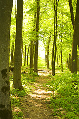 Image showing Autumn forest path