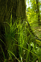 Image showing Tree in the forest