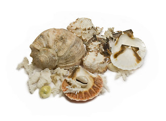 Image showing Group of sea shells and corals isolated