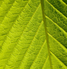 Image showing Green leaf macro shot