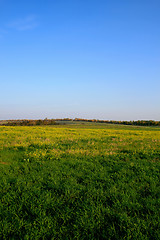 Image showing Green field with blue sky